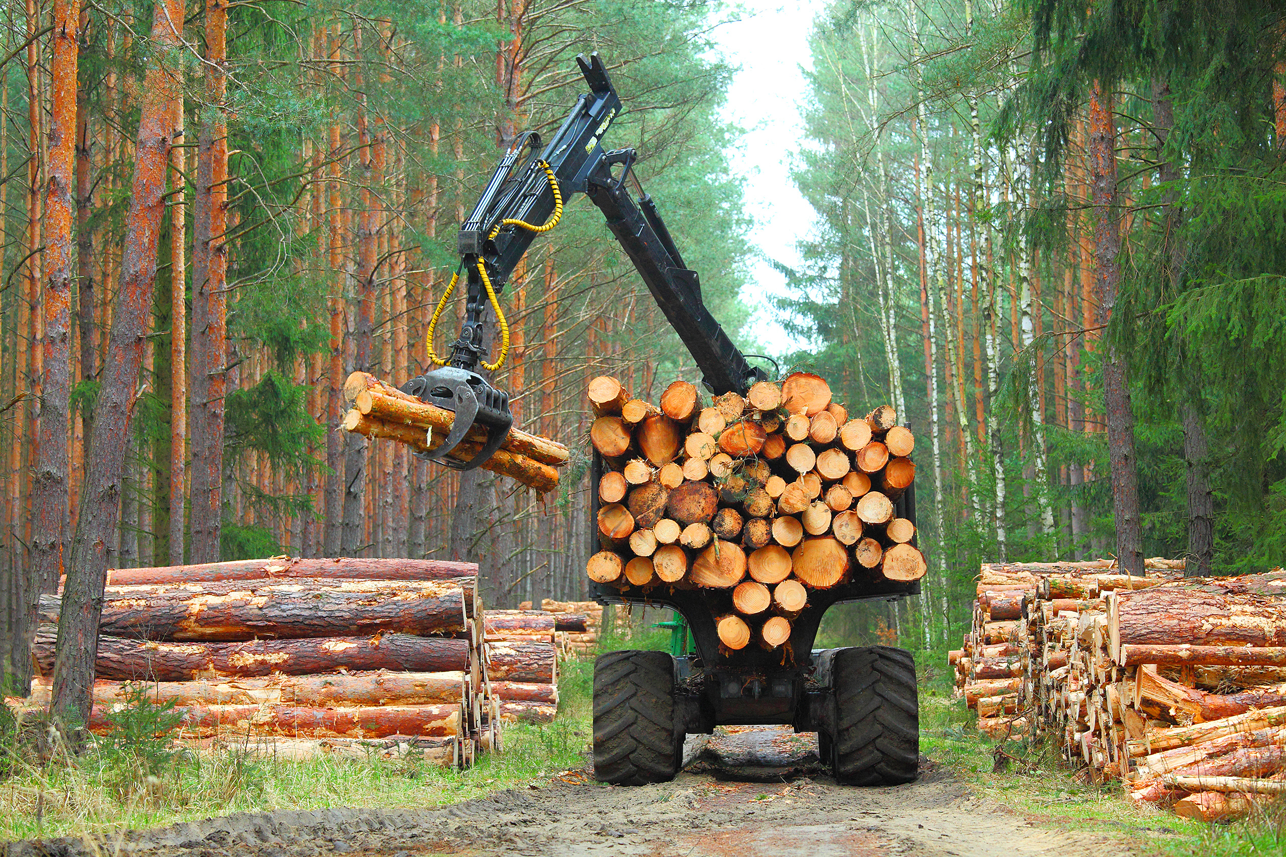 The Harvester Working In A Forest. Harvest Of Timber. Firewood A