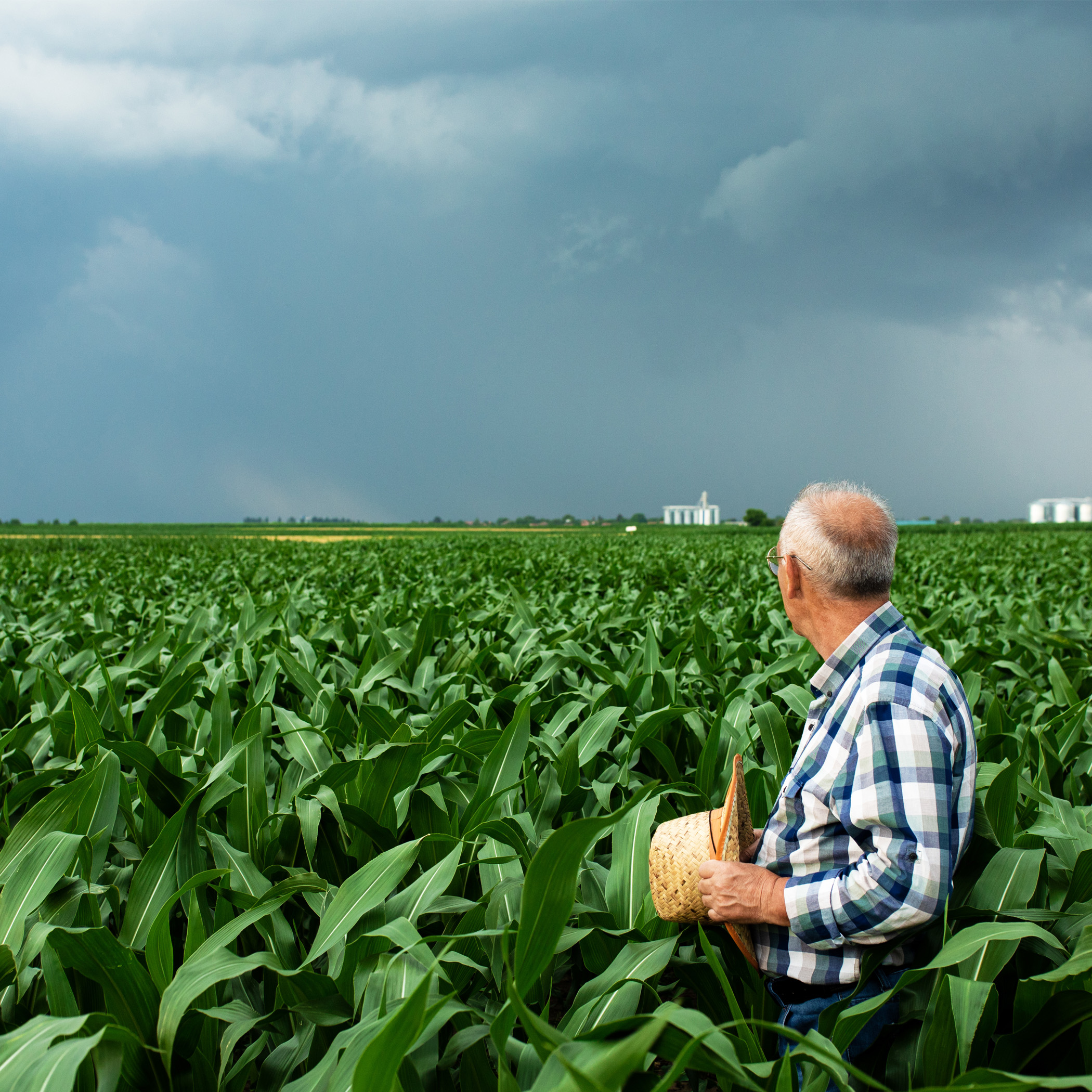 Portrait Of Senior Farmer Standing In Corn Field Examining Crop