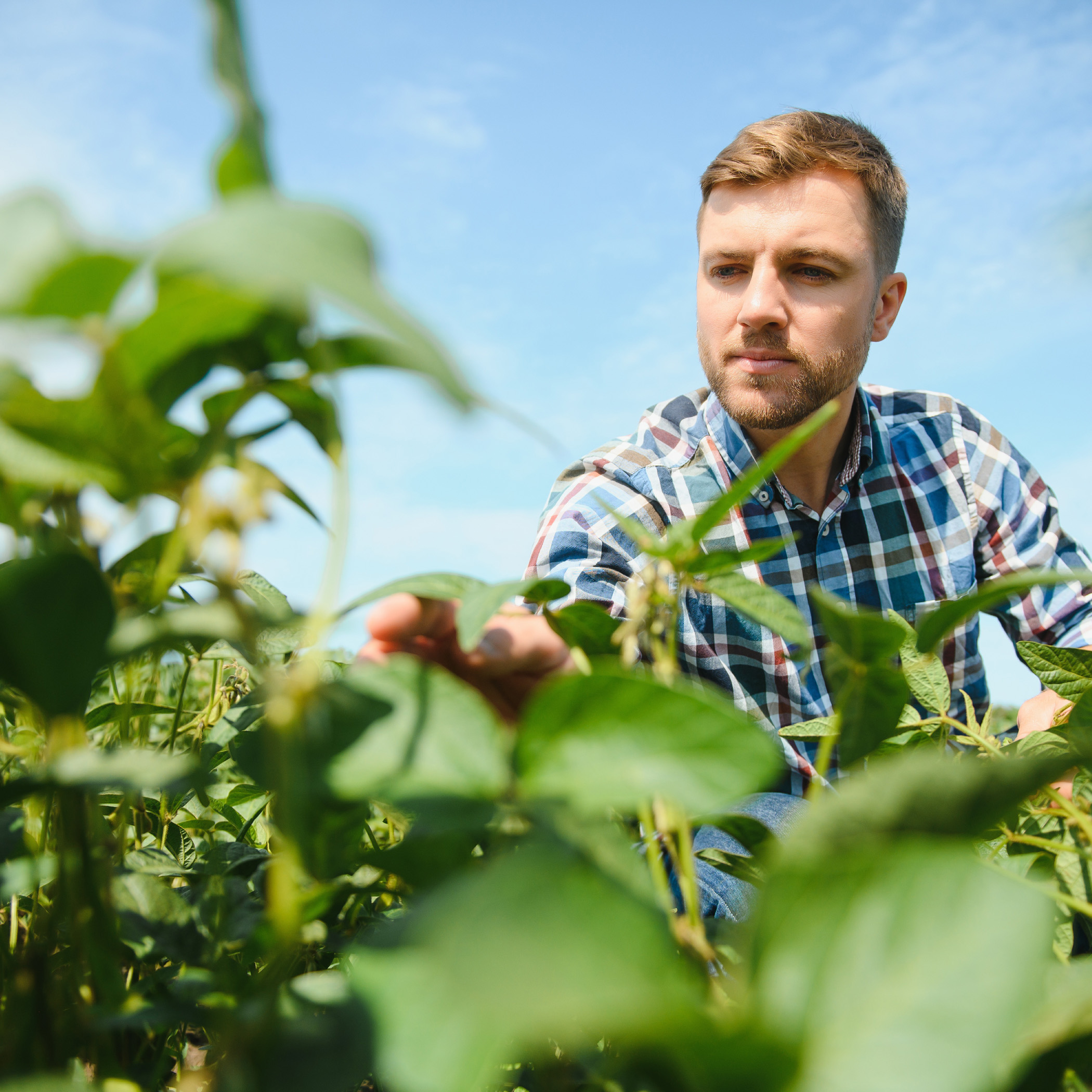 Agronomist Inspecting Soya Bean Crops Growing In The Farm Field. Agriculture Production Concept. Young Agronomist Examines Soybean Crop On Field In Summer. Farmer On Soybean Field.