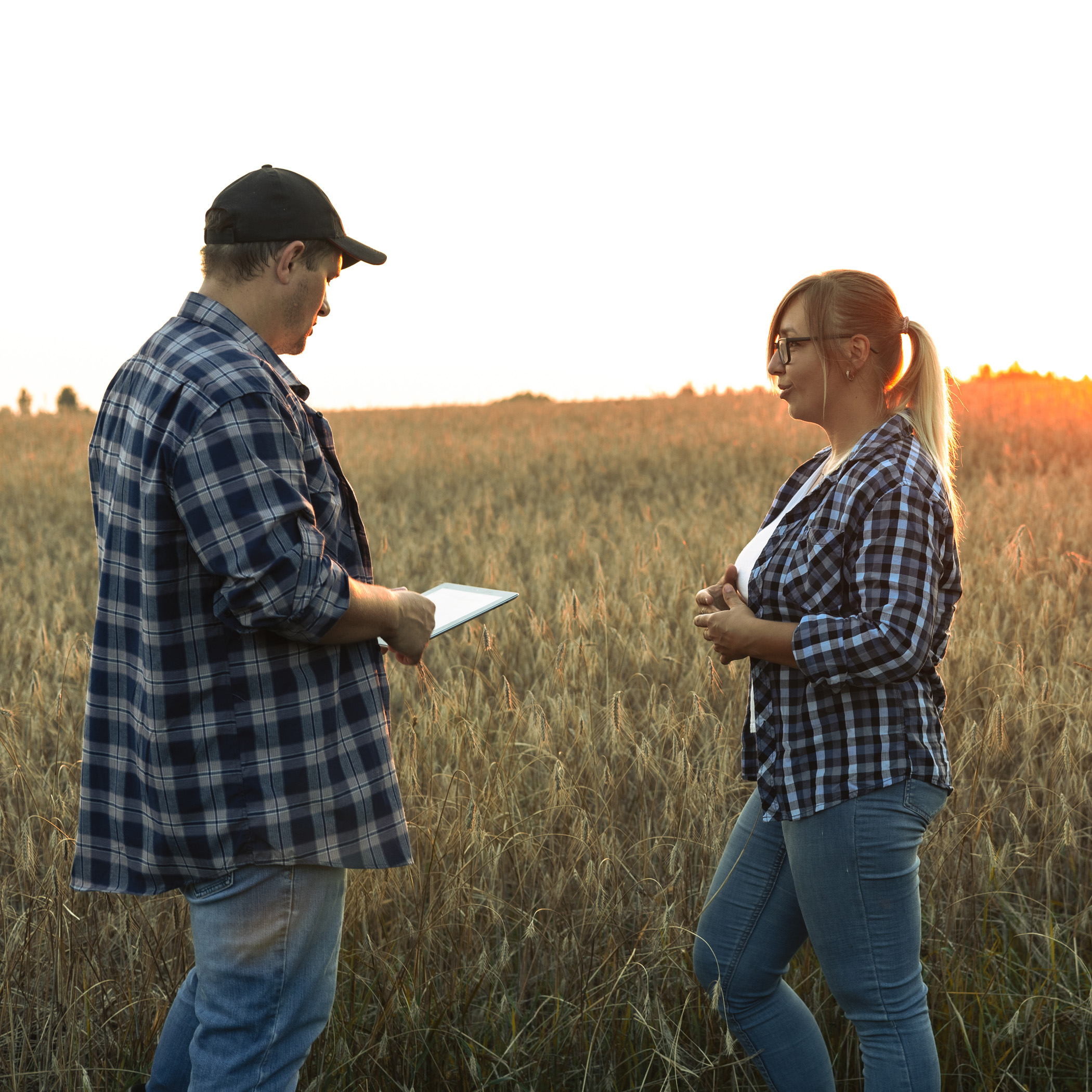 Banner. Agriculture. Two Farmers Are Talking At Sunset Against The Backdrop Of A Wheat Field. Copy Space. A Couple Of Farmers Are Discussing Selling Grain After The Harvest.