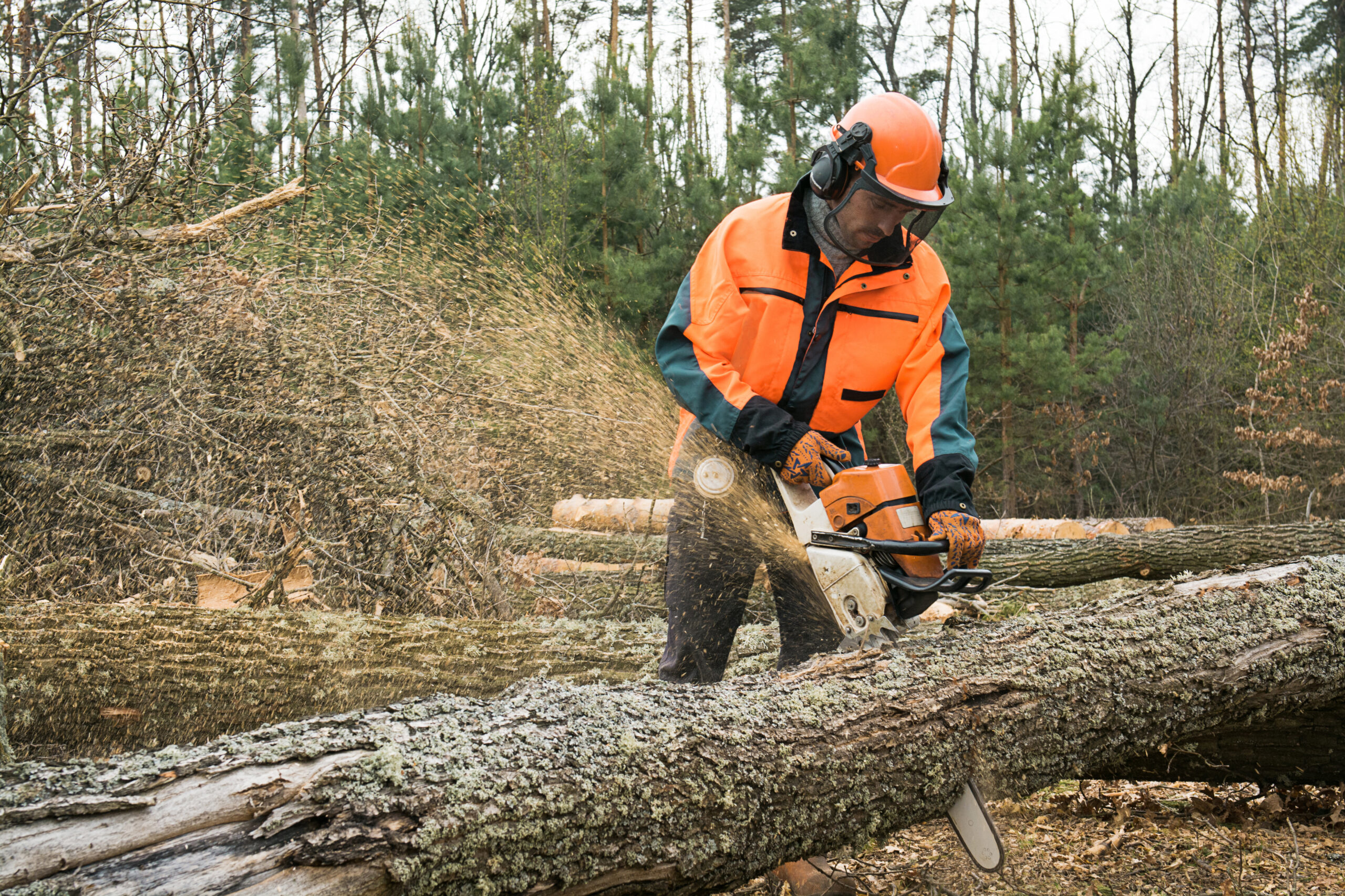 Forestry Worker With Chainsaw Is Sawing A Log. Process Of Loggin