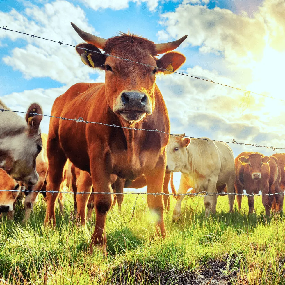 Can I Insure My Livestock Original