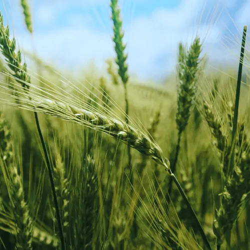 Crops Original