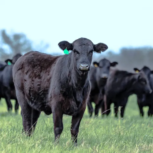 Livestock Original